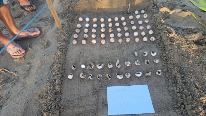Sulla spiaggia a Battipaglia nate 23 tartarughe caretta-caretta