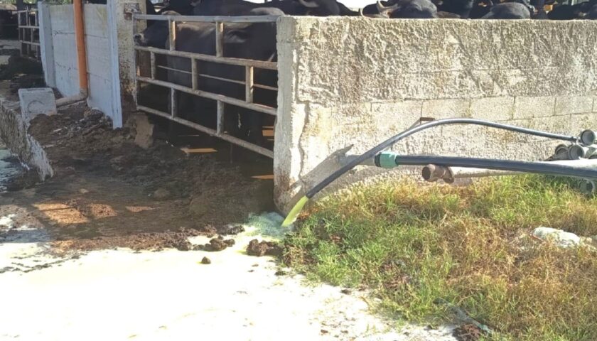 Capaccio/Paestum, smaltiva reflui illecitamente: titolare di caseificio e allevamento denunciato