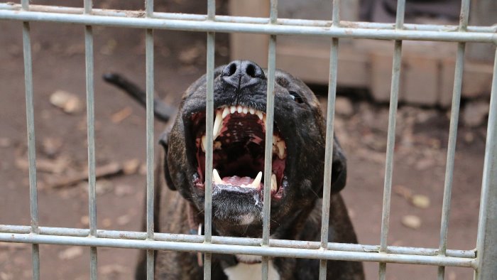 Paura a Scafati, bambini azzannato da pitbull