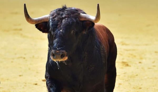 Vietri sul Mare, toro in giro per le strade di Dragonea: apprensione e curiosità