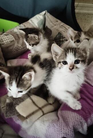 Salerno, l’associazione Torrione Eventi Aps promuove raccolta alimentare per gatti randagi