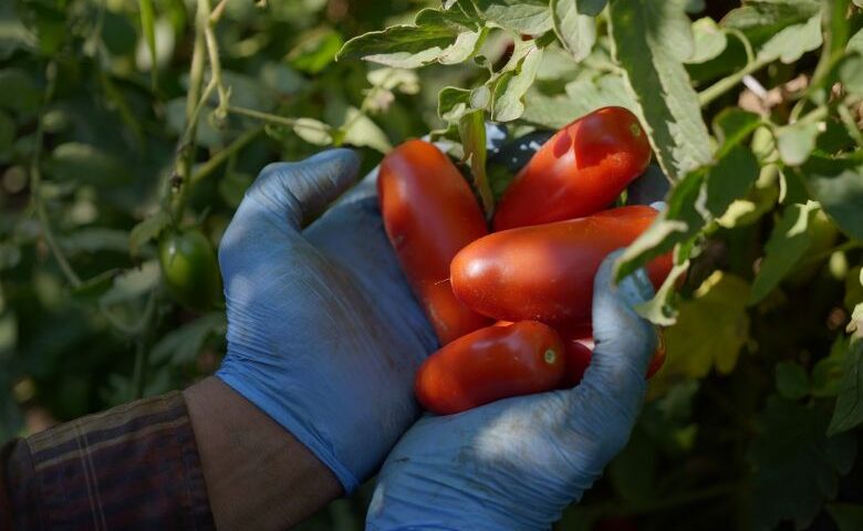 Il San Marzano Dop chiude la campagna e si presenta al top al mercato tedesco