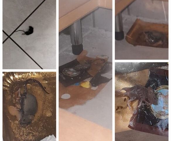 Alloggi e ratti a Nocera Superiore, l’opposizione: “Caro sindaco affronti i problemi e li risolva”