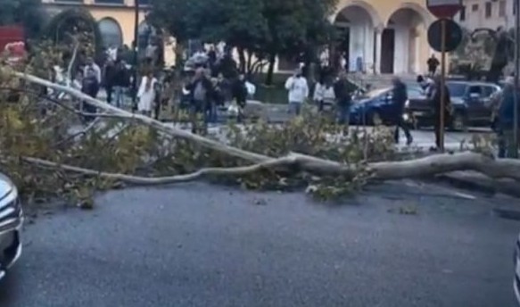 Eboli, cade albero: paura tra viale Amendola e via Madonna del Soccorso