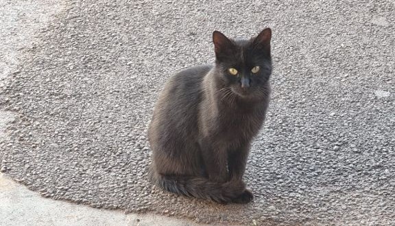 Salerno, tutela dei gatti di Forte La Carnale: accordo tra Torrione Eventi e l’associazione Cat’s Land Odv