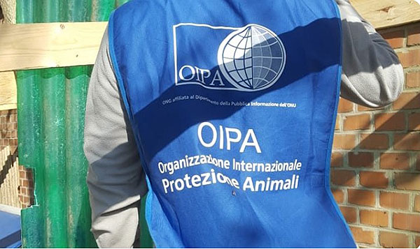 Sassano, gattino ucciso brutalmente: l’Oipa denuncia il gesto