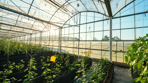 Serre Agrovoltaiche: agricoltura e energia rinnovabile