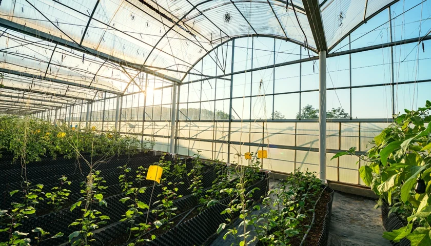 Serre Agrovoltaiche: agricoltura e energia rinnovabile