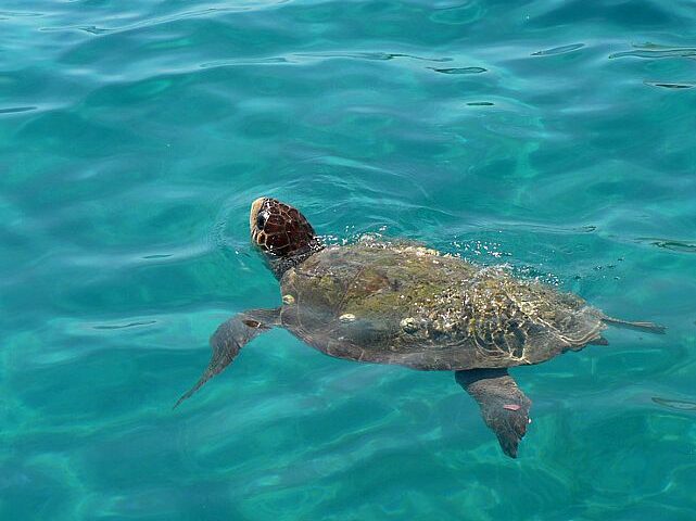 Cilento, la Guardia Costiera rilascia in mare 4 tartarughe Caretta Caretta