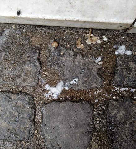 Gatti avvelenati a Teggiano, una cittadina: “Atto criminale premeditato, il Comune intervenga”