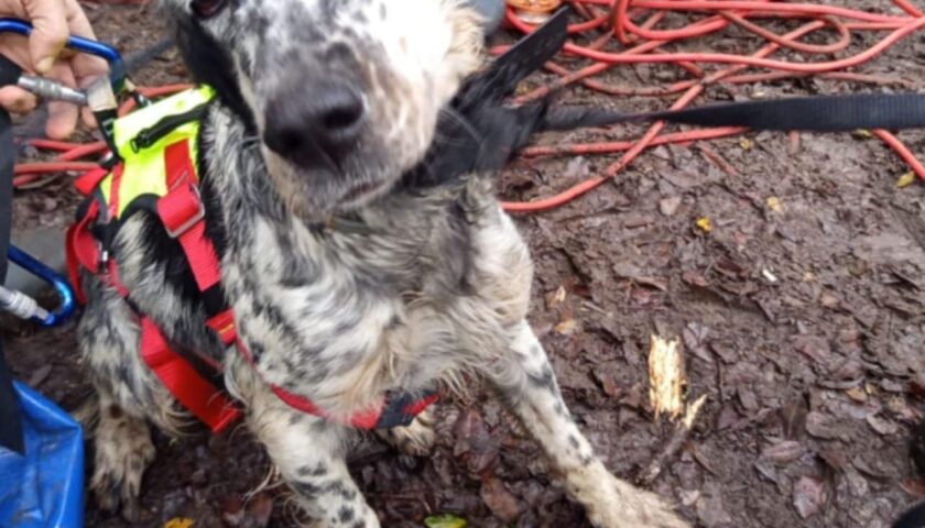 Roscigno, cani da caccia caduti nel fiume salvati dai vigili del fuoco