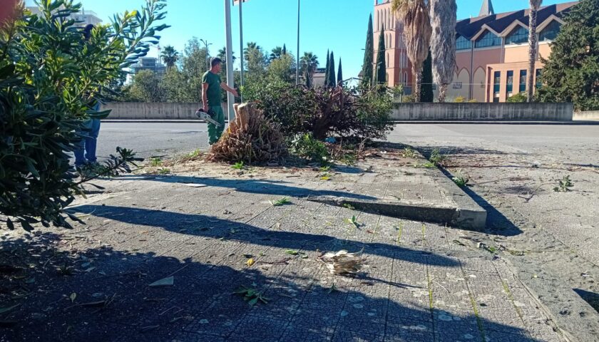 Salerno, ripresi i lavori di sistemazione del verde e messa a dimora delle alberature a Mariconda
