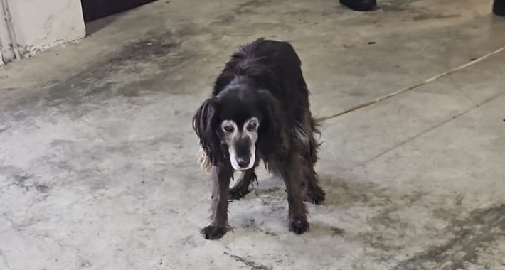 Cava de’ Tirreni, cane in pericolo salvato dalla Polizia Municipale