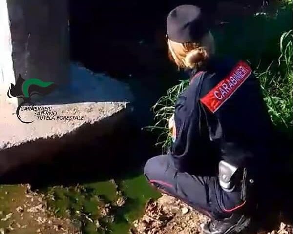 Ad Albanella smaltimento fuorilegge rifiuti speciali: area sequestrata, imprenditore denunciato