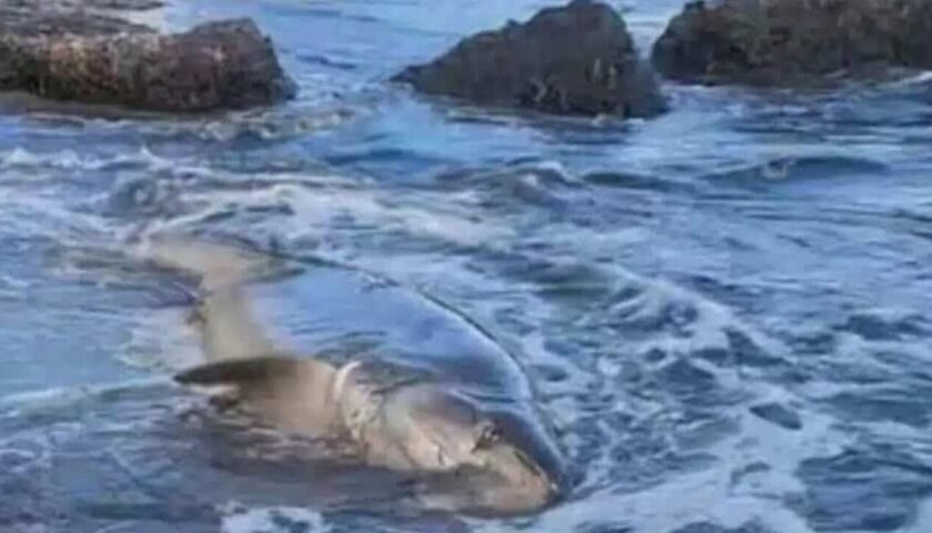Squalo sulla spiaggia di Ogliastro Marina