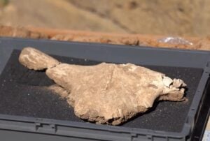 Trovata offerta votiva alla Dea Atena nell’Acropoli di Velia