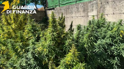 Sequestrati 45 chili di marijuana “light” non conforme: condanna e indagati a Nocera Inferiore