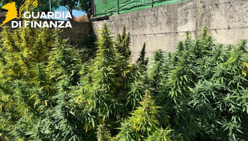 Sequestrati 45 chili di marijuana “light” non conforme: condanna e indagati a Nocera Inferiore