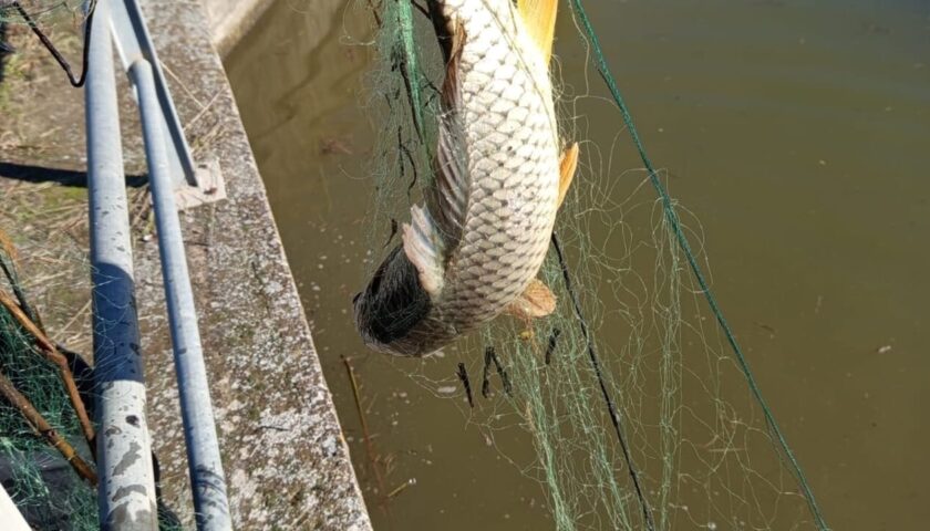Operazione contro il bracconaggio e la pesca di frodo nella riserva Sele/Tanagro: sequestri e sanzioni