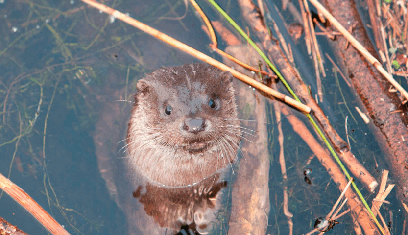 Tutela della lontra alla foce del Testene: il WWF ringrazia il Sindaco e il Comune di Agropoli per l’ordinanza di protezione
