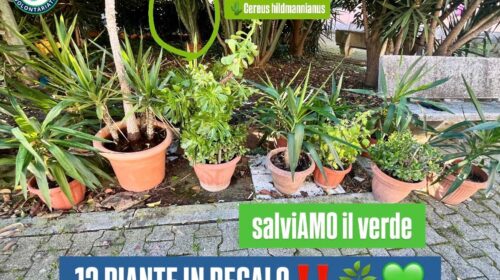 Tredici piante in regalo nella Zona Orientale di Salerno