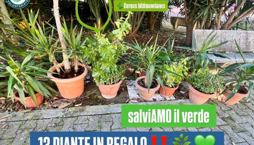 Tredici piante in regalo nella Zona Orientale di Salerno