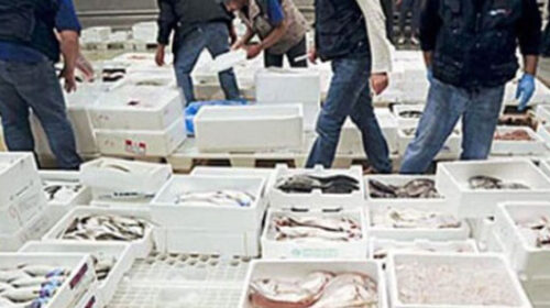 Blitz interforze al Mercato Generale di Salerno: sequestrati chili di pesce non tracciato Blitz interforze al Mercato Generale di Salerno: sequestrati chili di pesce non tracciato