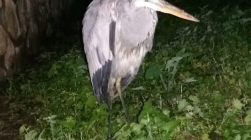 San Marzano sul Sarno, recuperato airone cenerino