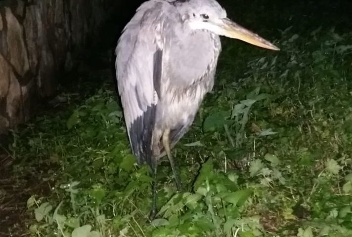 San Marzano sul Sarno, recuperato airone cenerino