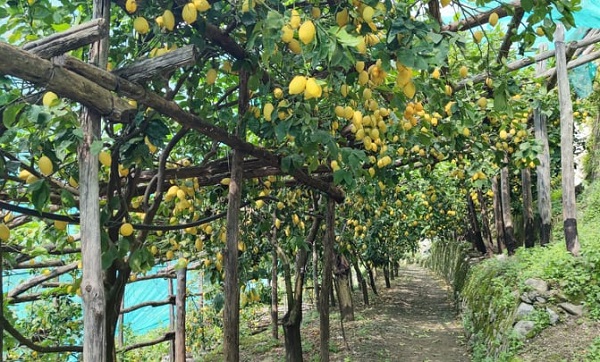 Amalfi, 150mila euro di fondi per l’agricoltura locale