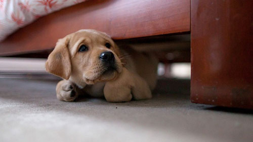 Salerno: botti di Capodanno, muore cagnolino a Torrione