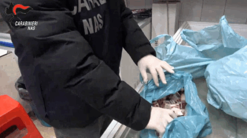 Salerno, blitz del Nas nel centro storico: chiusi macello abusivo e tre locali etnici Salerno, blitz del Nas nel centro storico: chiusi macello abusivo e tre locali etnici