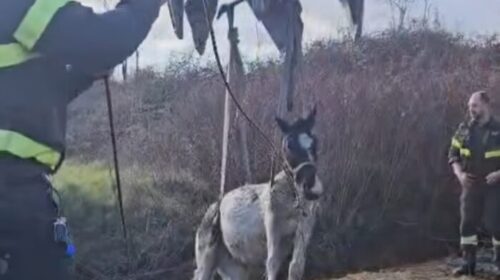 Sala Consilina, i vigili del fuoco salvano cavalla incinta intrappolata