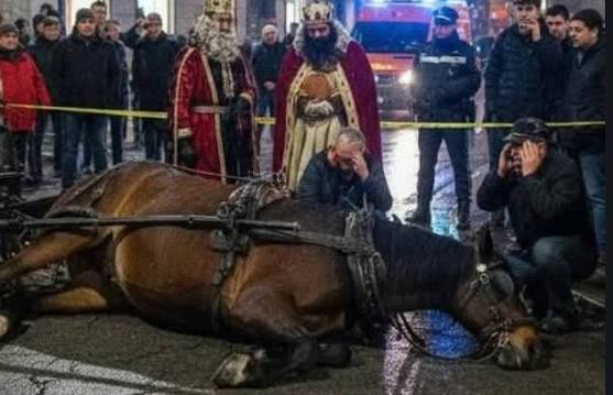 Cavallo morto a Nocera Inferiore: Lndc Animal Protection denuncia e torna a chiedere un cambiamento culturale