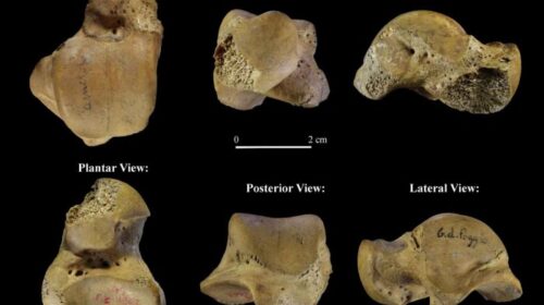 Confermata nel Cilento la presenza di Neanderthal