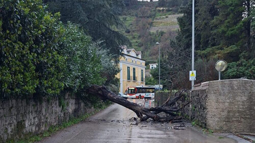 Pellezzano, albero cade sulla Provinciale 27 a Capezzano: strada chiusa