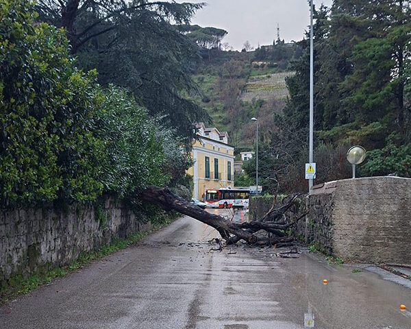 Pellezzano, albero cade sulla Provinciale 27 a Capezzano: strada chiusa