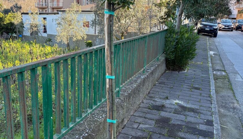 Verde pubblico, 70 nuove alberature a Mercato San Severino