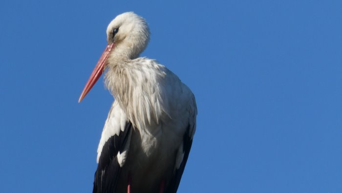 Oasi Fiume Alento, avvistata cicogna all’interno dell’area naturalistica del Cilento