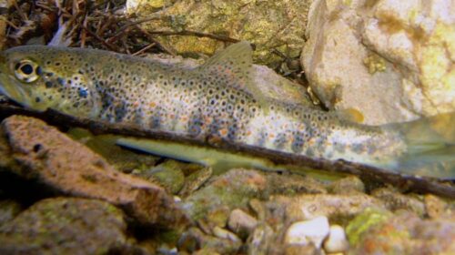 Biodiversità, assessora Zabatta: “salvaguardiamo la trota mediterranea dal bacino del Sele”