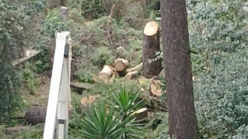 Pini abbattuti in Via Rafastia, autorizzazioni comunali Ok ma i residenti preoccupati