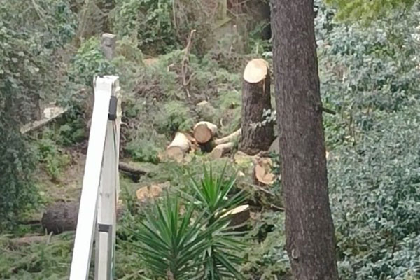 Pini abbattuti in Via Rafastia, autorizzazioni comunali Ok ma i residenti preoccupati
