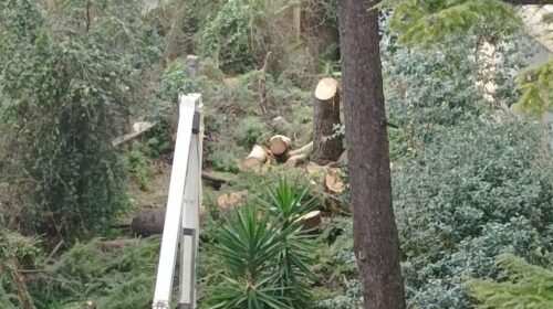 Salerno, i lavori all’ex palazzo Sirti: “Salvate i pini di via Rafastia”