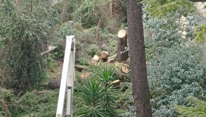 Salerno, i lavori all’ex palazzo Sirti: “Salvate i pini di via Rafastia”