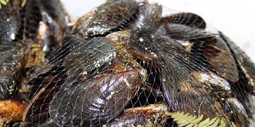 Allarme Epatite A in Campania: frutti di mare e frutti di bosco nel mirino