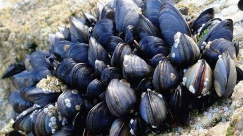 La Regione Campania intensifica i controlli sulla filiera dei molluschi bivalvi e rafforza le misure di prevenzione contro l’epatite A