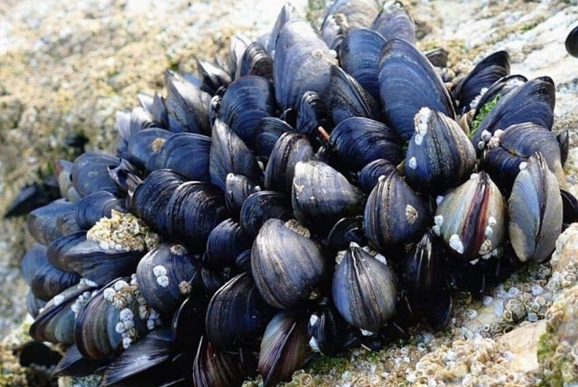 La Regione Campania intensifica i controlli sulla filiera dei molluschi bivalvi e rafforza le misure di prevenzione contro l’epatite A