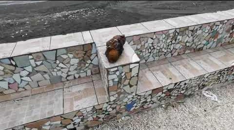 Salerno, rimosso l’ordigno bellico rinvenuto sulla spiaggia del lungomare Salerno, rimosso l’ordigno bellico rinvenuto sulla spiaggia del lungomare