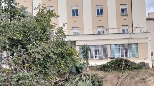 Salerno, lavori all’ex palazzo Sirti: il bosco dei pini non c’è più
