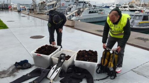 Salerno, pescatori di frodo sorpresi con migliaia ricci di mare: maxi-sequestro
